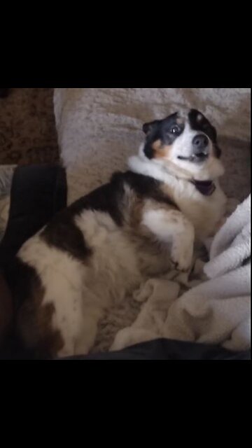 Biscuit gets belly rubs