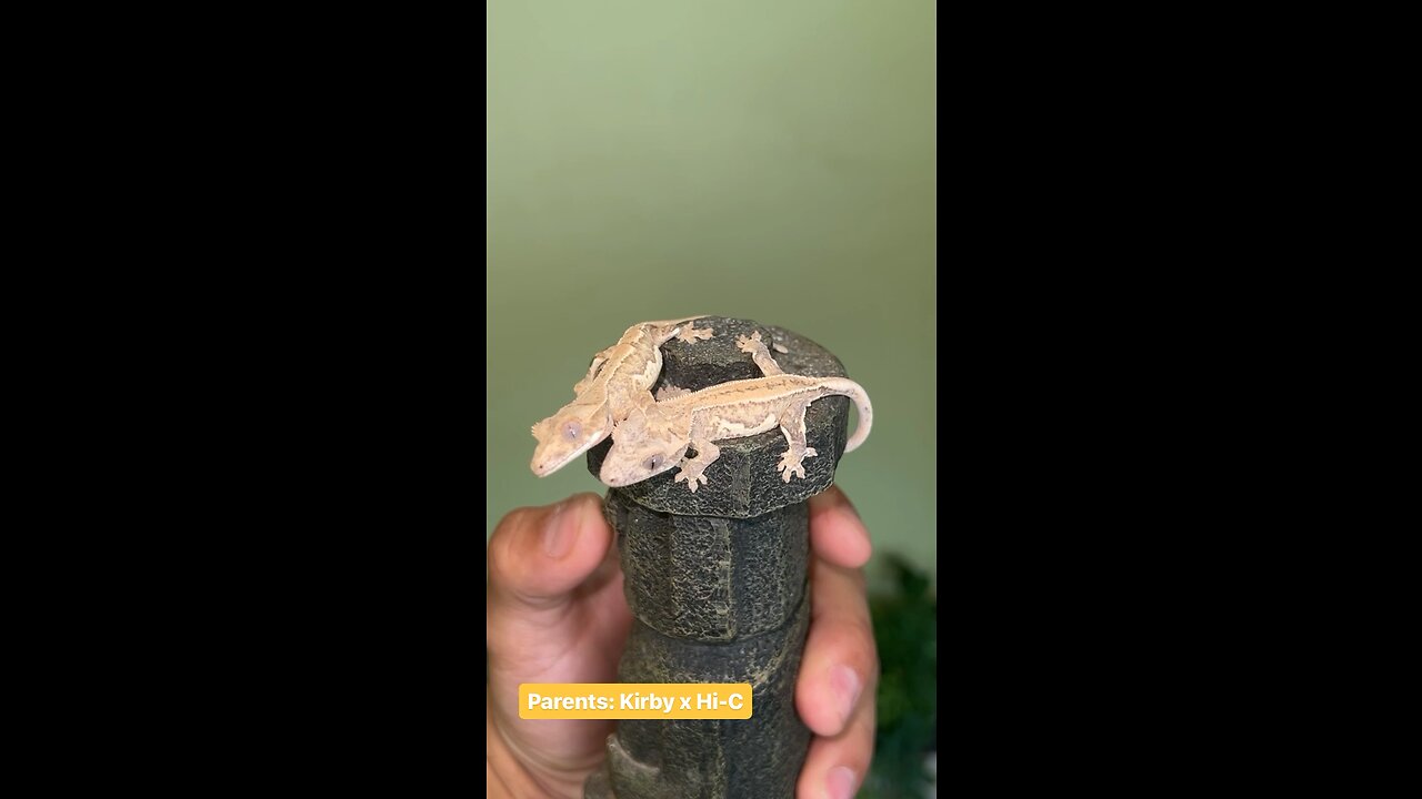 ANOTHER double clutch of LWs 🦎🤍