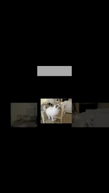 funny cat 😸😸 2022|| try to pass the distance