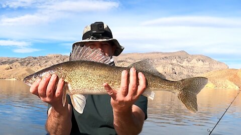 Massive Fall Slab Rainbows and Monster Walleye - Boysen Reservoir - Inexpensive Berkley Crank Baits