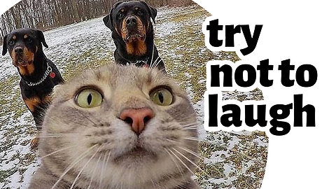 funny cats