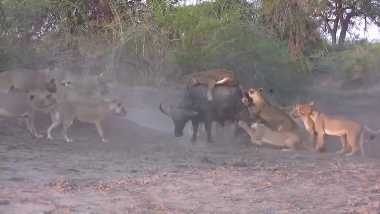Elephant poach die Lion, Elephant Saved Buffalo From Lion Hunting