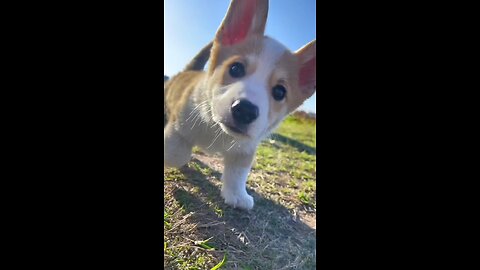 #CuteNess #Corgilover #Viral