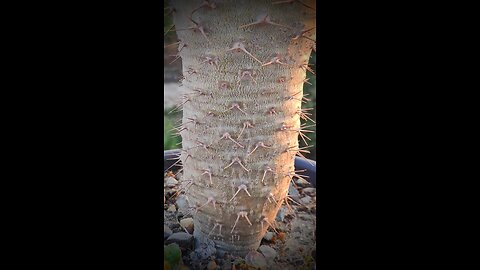 Pachypodium Lamerei