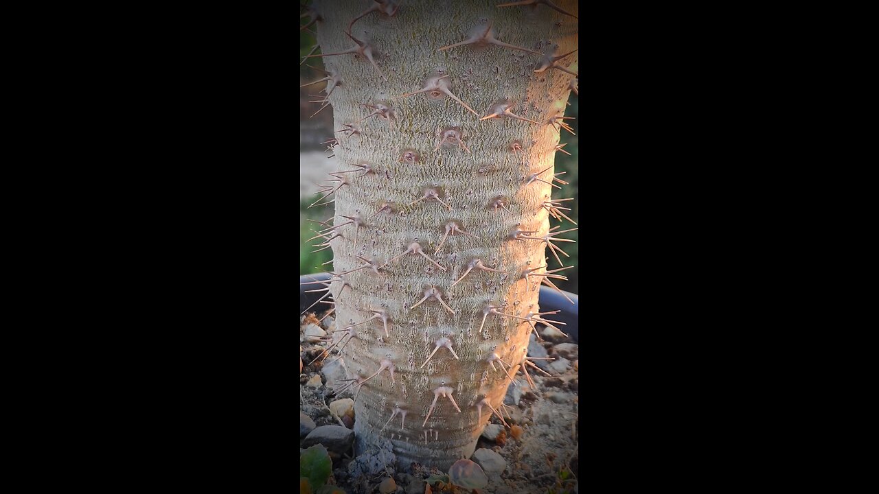 Pachypodium Lamerei