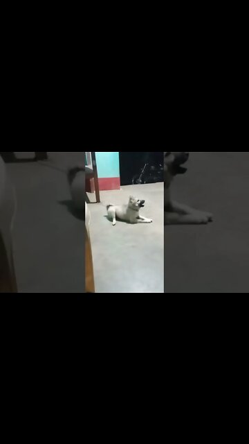 when my dog walk #funnyshorts #shorts #dogs #puppy #youtubeshorts