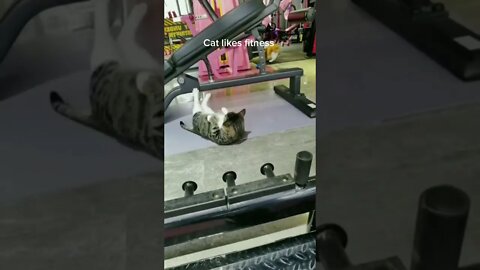 Crazy for fitness-Funny cat #shorts #cat