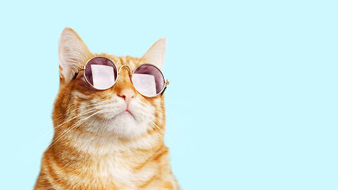 Funny animals video