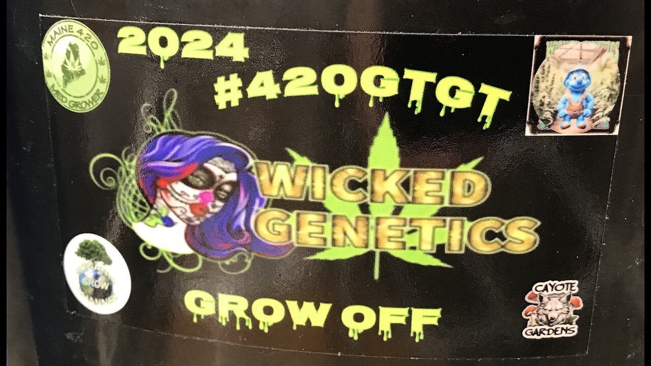 #420GTGT 2024 Grow Off - Day 22 of 115 - 19.1% Complete