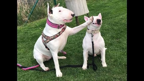 TRY NOT TO LAUGH or GRIN: Funny and Cute Bull Terrier Videos Compilation 2023
