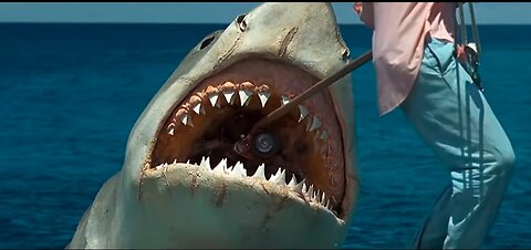 4 great white sharks off the east coast