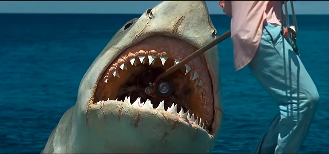 4 great white sharks off the east coast