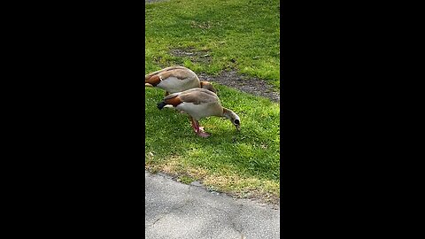 Egyptian Gooses #followme #follow #goose