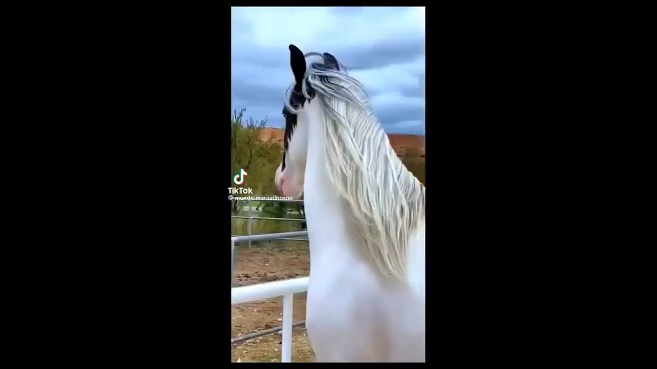 Beautiful Horses