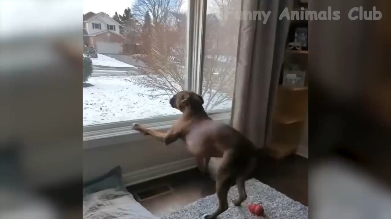 Funny animal videos 😂