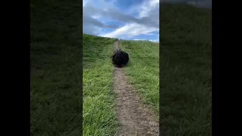 This Hungarian Puli looks like a fluffy ball 🥺 #SHORTS