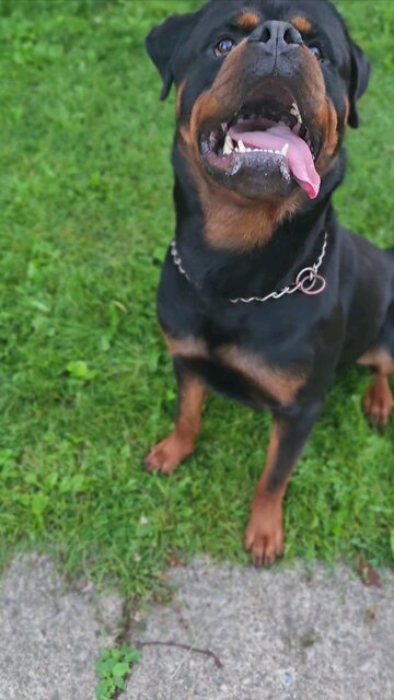 DONEYUNO XXL-RI MOBY DIK