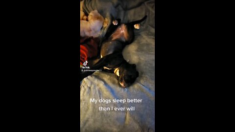 My dogs sleep better than I ever will