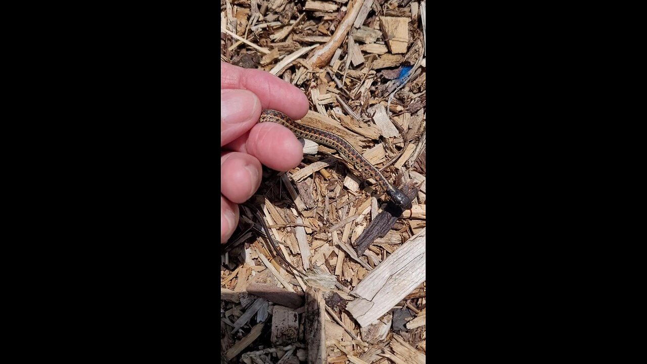 Releasing a Baby Garter Snake Into Our Garden