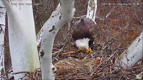 USS Eagles - Bird Meal