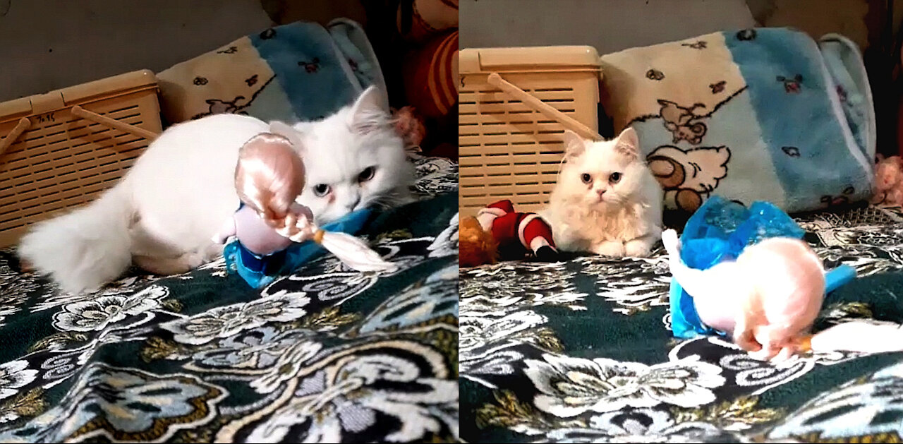 "Heart Melting" Kitten Hiding It Self Behind Barbie Doll