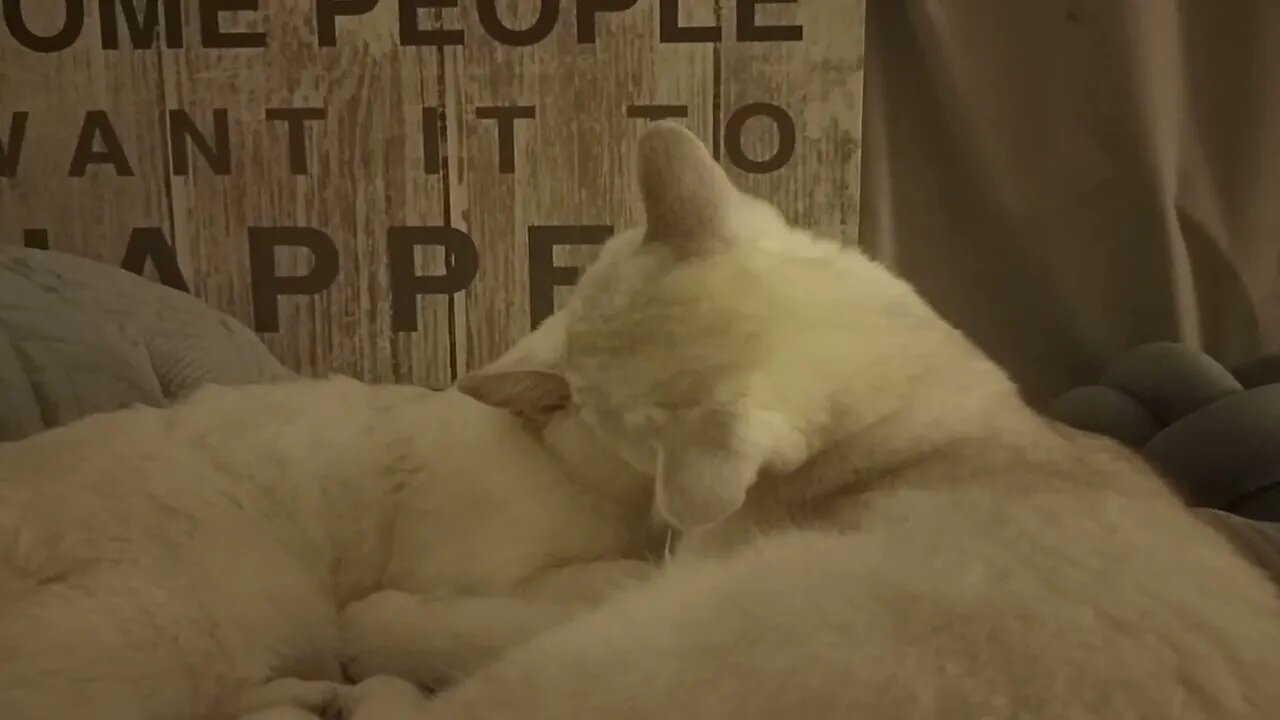 Mitä and Vittu's beautiful face licking romantic time.