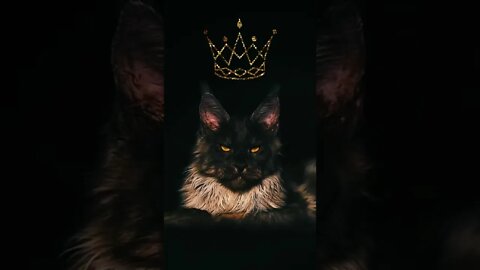 Big cats