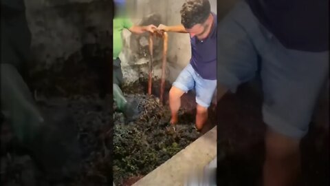 How To Make Your Own Wine Like A Pro 😂 #Shorts #Wine making