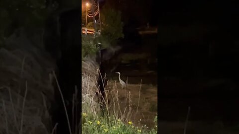 A wild heron in the city