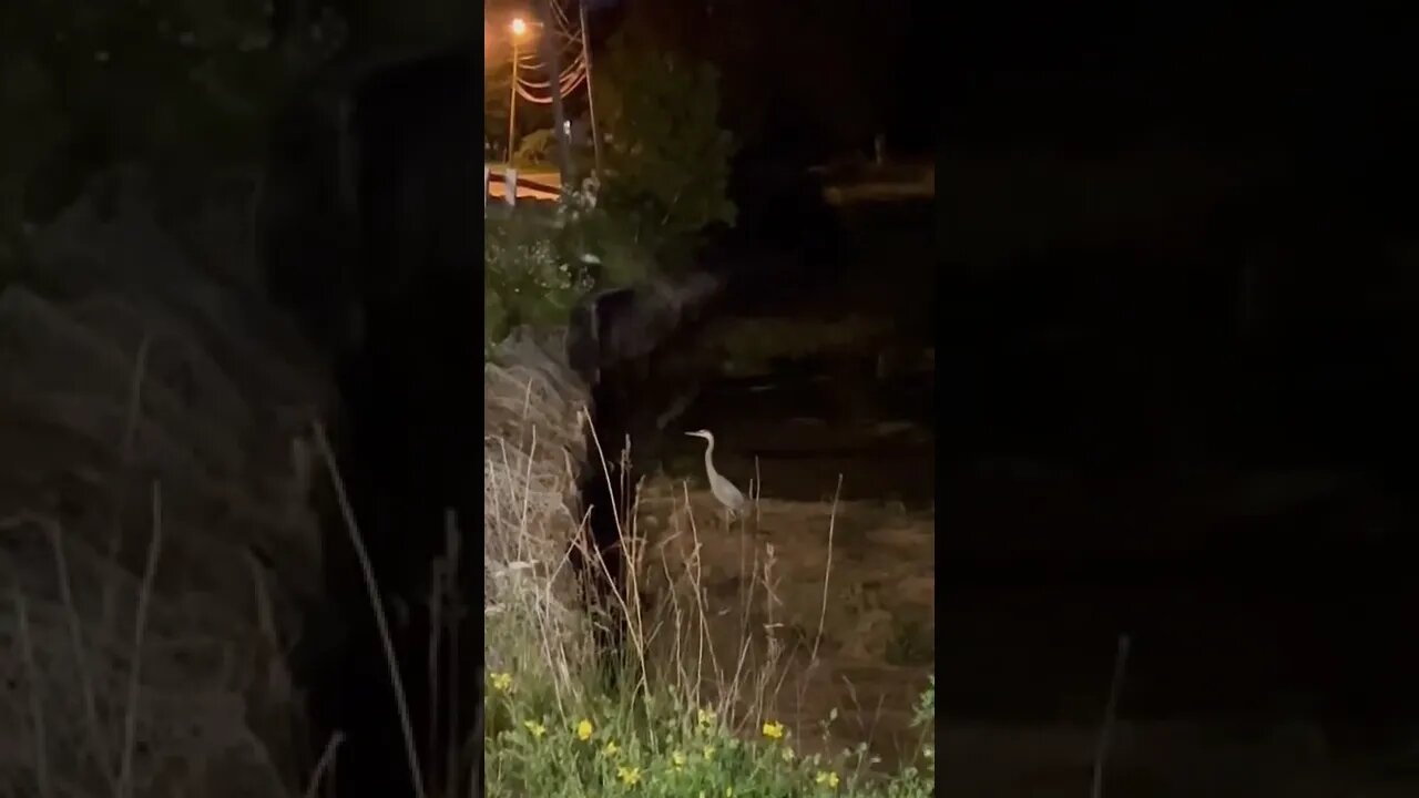 A wild heron in the city