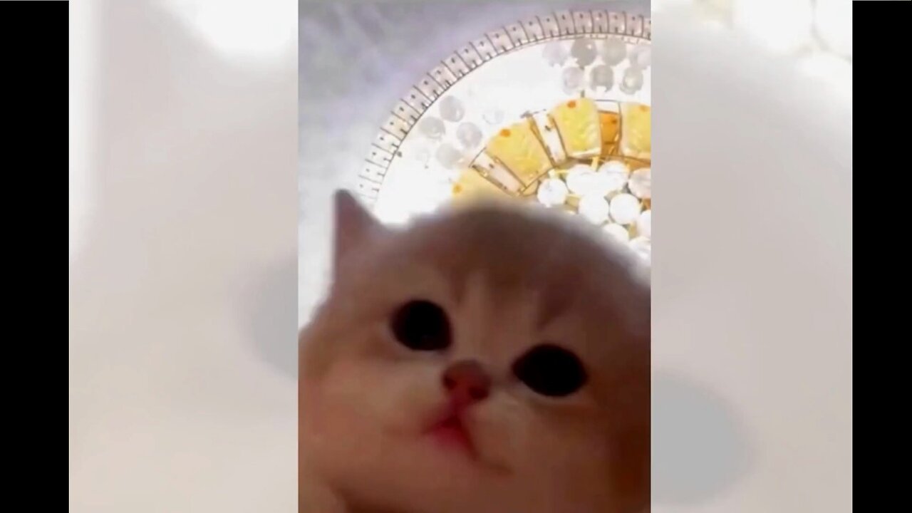 Cute cat neck dance with music