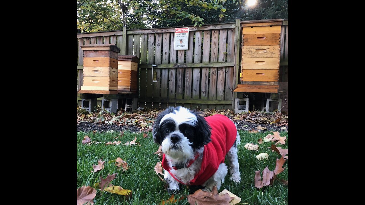 How to build quilt boxes for honeybees.