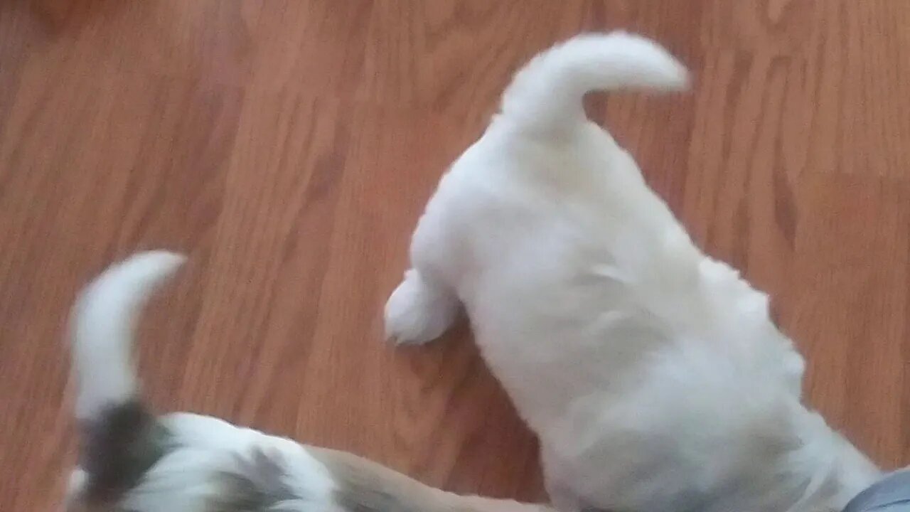I Litter..First Time In The Kitchen(1)