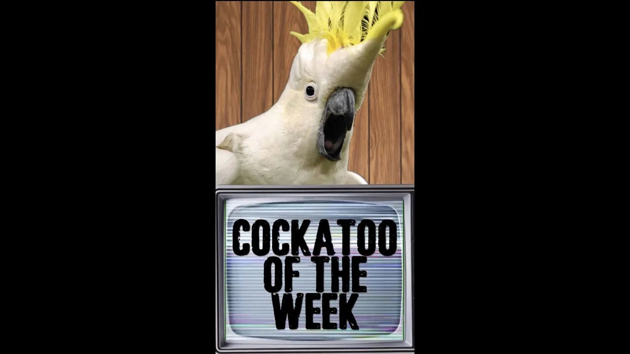 The first Cockatoo Of The Week 🇺🇸