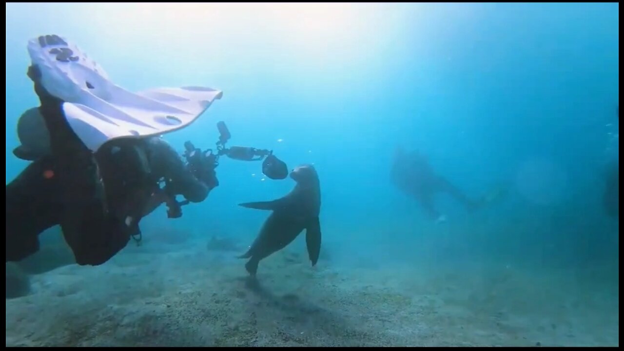 Cute sea lions move around the scuba divers in the Atlantic Ocean