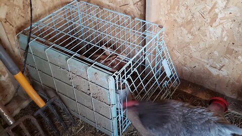 Introduceing new chicks to the chicken flock. Keeping new chicks safe Chick integration cell