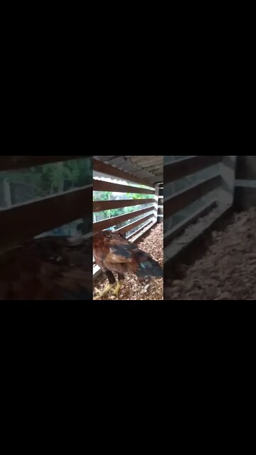 😥Despedida triste de um dos pintos dos olhos azuis levados por Xavier que fez a casa