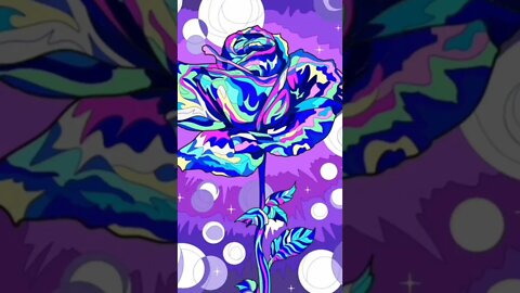Here is a rose