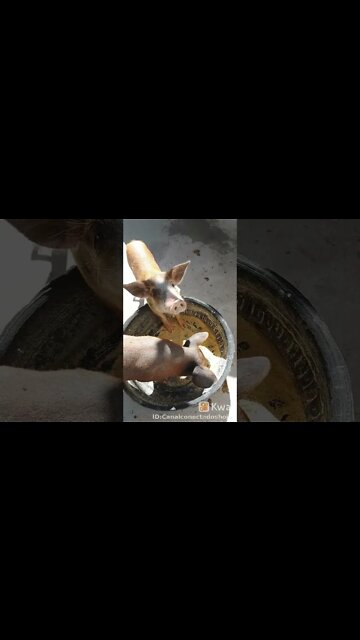 Criação de porcos Na baia