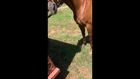 one of her fave treats #horses#feed#treats#dogs#satisfying