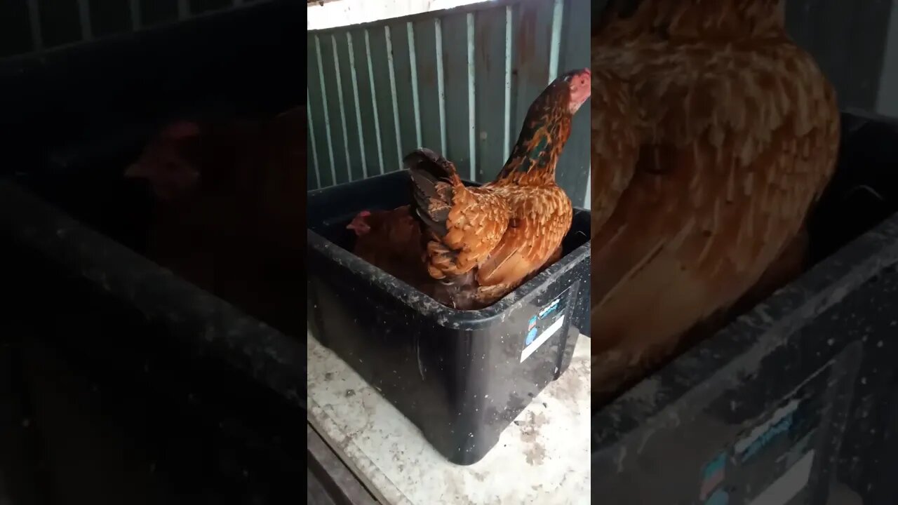 Forest has a visitor this morning chook chook is wanting to lay an egg