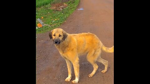 I trained a dog on song ☺️☺️😍