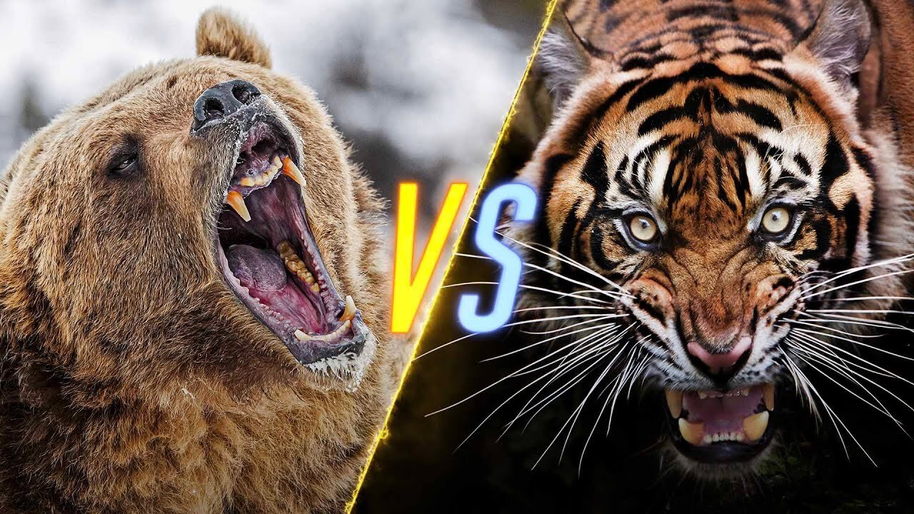 Extreme fights Tiger vs Bear , Wild Animals Attack