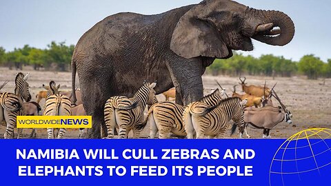 Namibia Will Cull Zebras and Elephants to Feed Its People