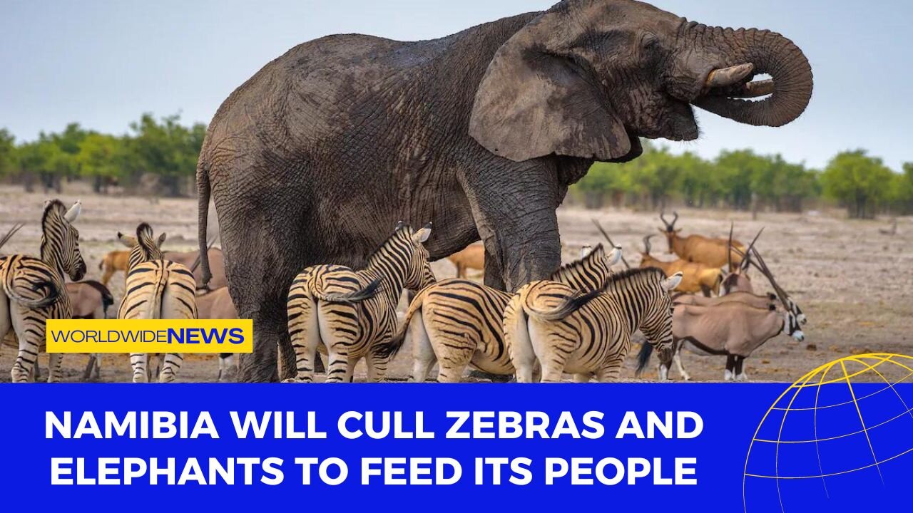 Namibia Will Cull Zebras and Elephants to Feed Its People