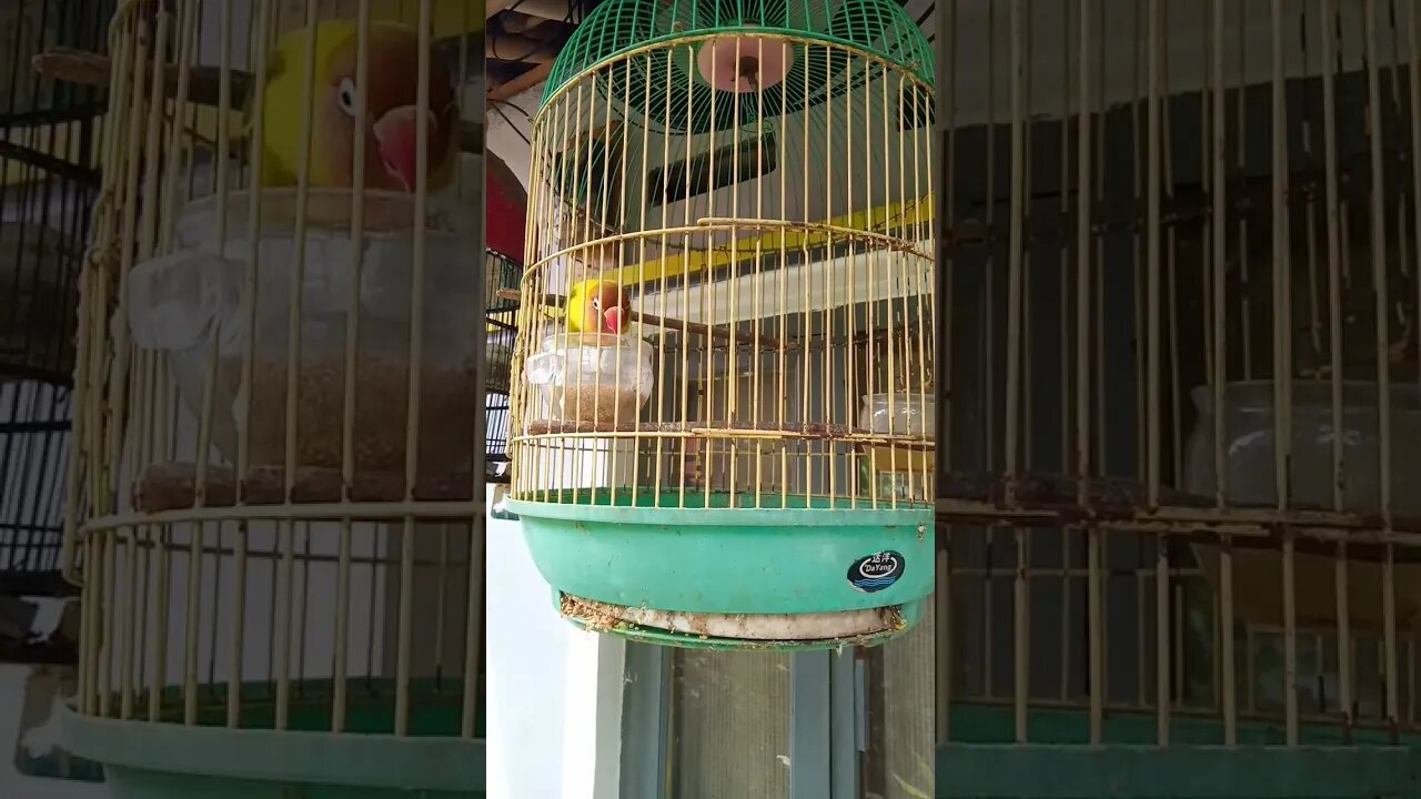 burung lovebird