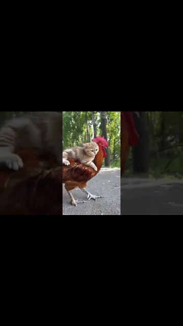 o gato e o galo passeios #shorts #maenatureza