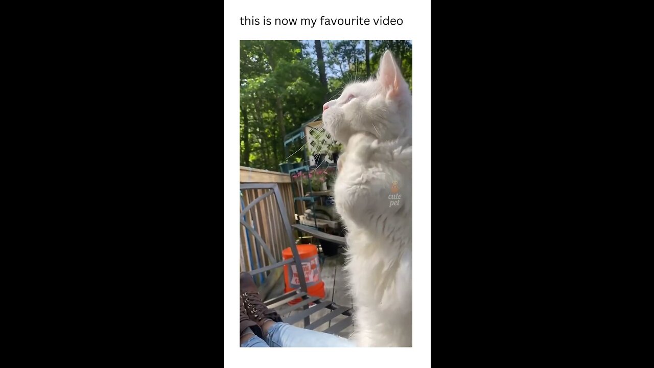Lol cats