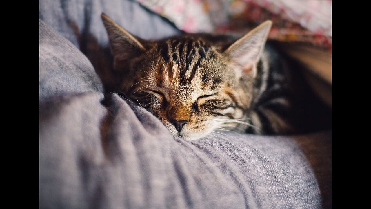 cat sleeping