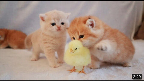 Kittens walk with a tiny chicken